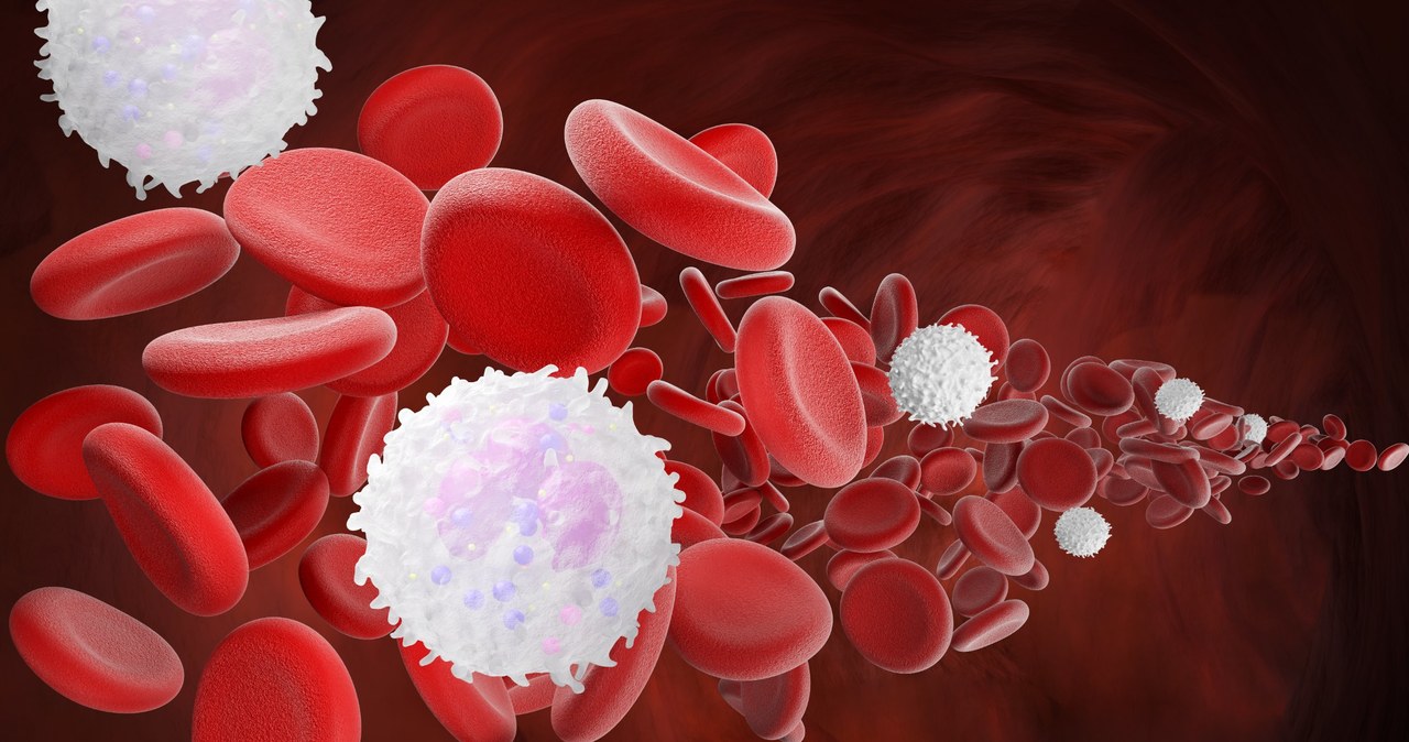 Leukocytoza może być stanem fizjologicznym lub oznaczać poważną chorobę szpiku kostnego /123RF/PICSEL