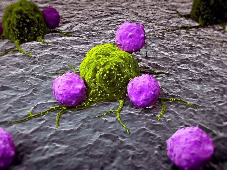 Leukocyty naciekające komórkę nowotworową /123RF/PICSEL