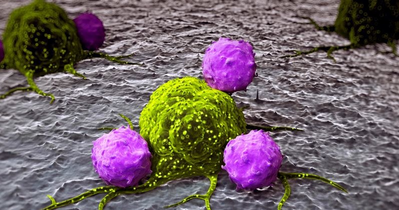 Leukocyty naciekające komórkę nowotworową /123RF/PICSEL