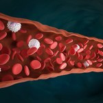 ​Leukocyty - znaczenie i norma białych krwinek