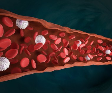​Leukocyty - znaczenie i norma białych krwinek