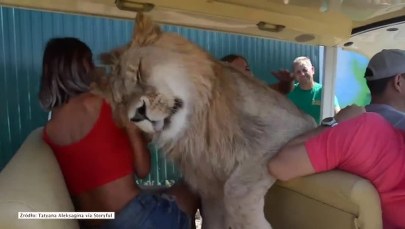Lew jak domowy kot. Przytula się i całuje turystów