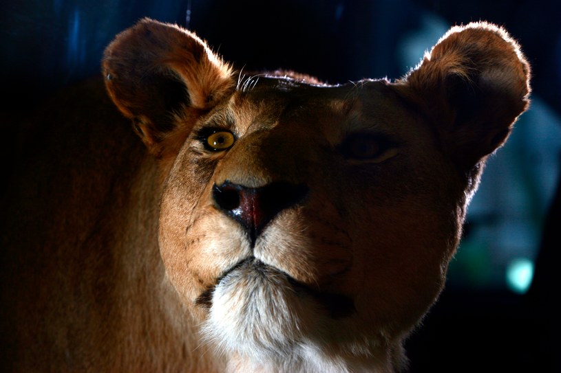 The cave lion was a powerful hunter / Markus Matzel/Ulstein Bild/Getty Images