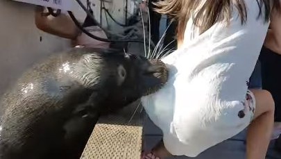 Lew morski wciąga do wody dziewczynkę siedzącą na nabrzeżu. Przerażający film