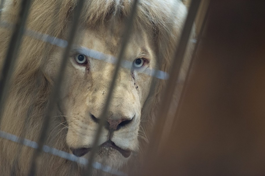 Lew Sahim /Grzegorz Michałowski /PAP