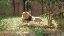 Lew u lekarza. Ogród zoologiczny zorganizował wyjątkowe badanie