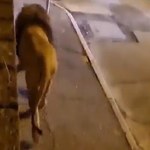 Lew uciekł z cyrku i biegał po ulicach miasteczka