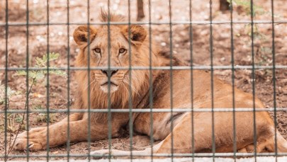 Lew uciekł z zoo, przekopując się pod ogrodzeniem. Został zastrzelony