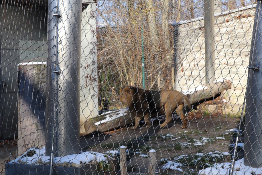 Lew z krakowskiego ZOO na wybiegu /Józef Polewka /RMF FM /RMF FM