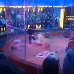 Lew zaatakował cyrkowca. Przerażające sceny w Rosji