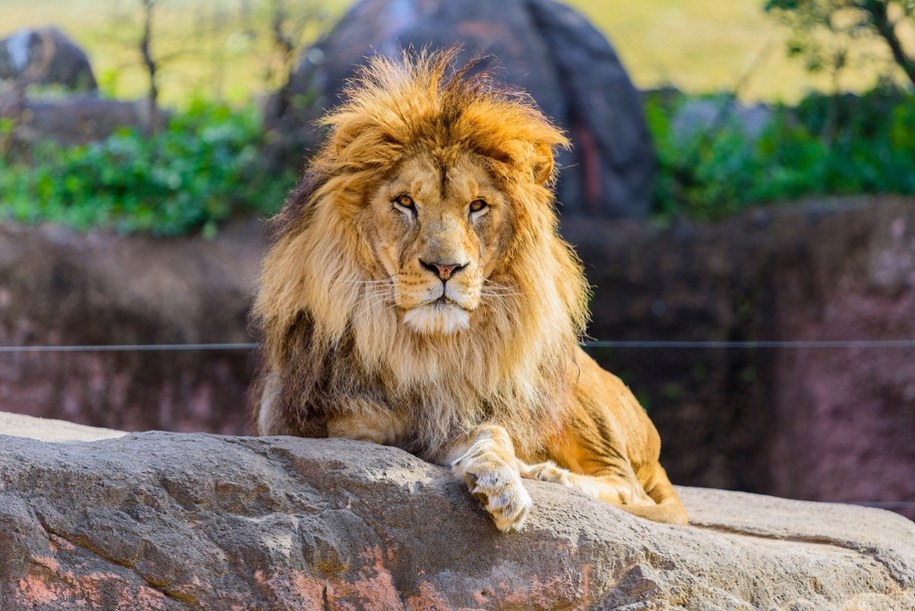 Koszmarny atak w zoo. Lew odgryzł kobiecie ramię