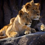 Lew zabił mężczyznę w zoo w Ghanie