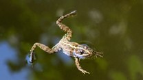 Lewitująca żaba i żuki dobre z astronomii. To będzie kiedyś na egzaminach?