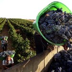 LexPolonica: Łatwiej zostać małym producentem wina