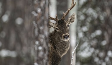 Leżał przymarznięty do śniegu. Potrącony jeleń konał dwa tygodnie