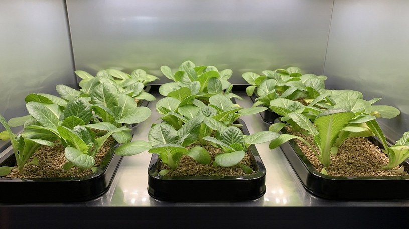 LG na CES 2020 pokaże maszynę do hydroponicznej uprawy warzyw w domu /Geekweek
