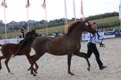 Licytacja koni arabskich w Michałowicach
