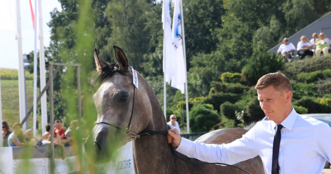 Licytacja koni arabskich w Michałowicach