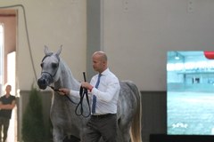 Licytacja podczas III Krakowskiego Pokazu Koni Arabskich