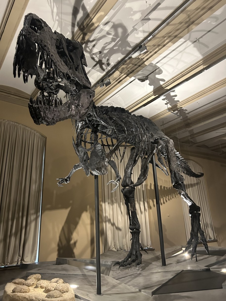 Tyranozaur sprzedany w Szwajcarii za miliony euro