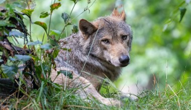 Liczba wilków drastycznie spadła. Ma to zaskakujący wpływ na ludzi