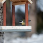 Liczenie ptaków w siedmiu krajach Europy. Każdy może wziąć udział