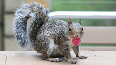 "Liczy się każde życie". Udzielił pierwszej pomocy wiewiórce