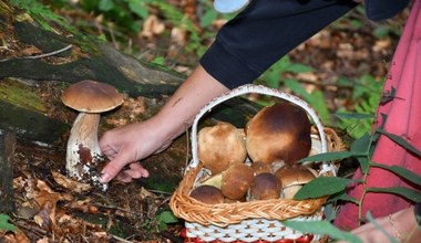 Liczysz na udane grzybobranie? Sprawdź, kiedy grzyby rosną najszybciej 