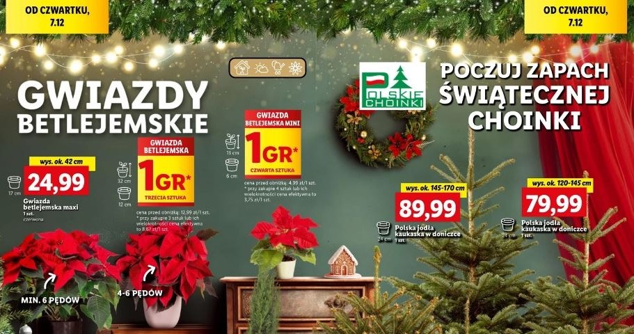 Lidl oferuje choinki w niskich cenach! /Lidl /INTERIA.PL