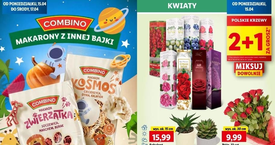 Lidl oferuje krzewy owocowe za 1 grosz! /Lidl /INTERIA.PL