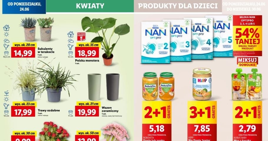 Lidl oferuje kwiaty i rośliny w niskich cenach! /Lidl /INTERIA.PL