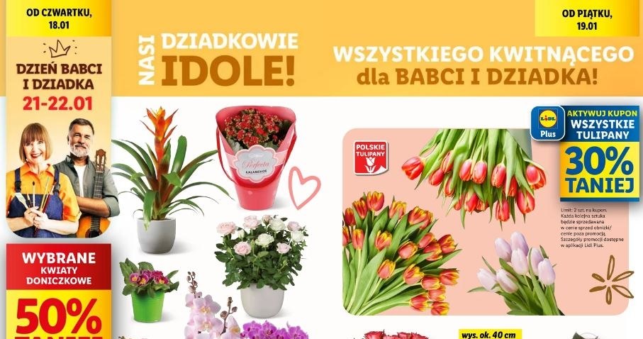 Lidl oferuje promocje na kwiaty! /Lidl /INTERIA.PL