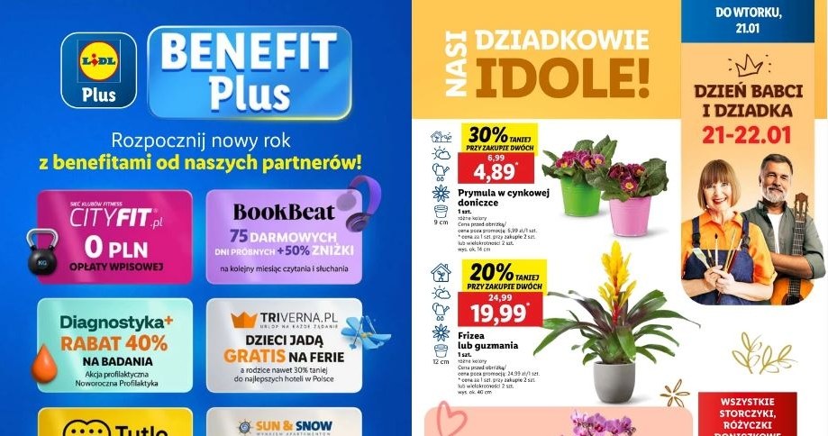 Lidl oferuje promocje na kwiaty! /Lidl /INTERIA.PL