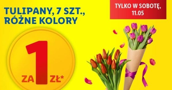 Lidl oferuje tulipany za 1 zł! /Lidl /INTERIA.PL