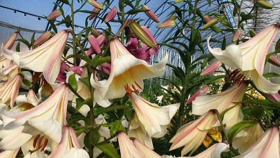 ​Lilie-giganty i cebule działające jak antybiotyk. Niezwykle okazy na ZUT