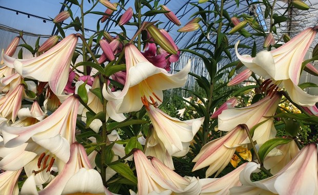 Lilie giganty ze Szczecina. Rosną na nanosrebrze