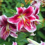 Lilie ogrodowe: Piękne, lekko kapryśne i znów szalenie modne
