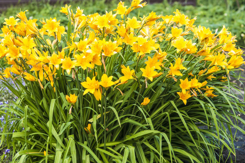 Liliowce to jedne z najlepszych kwiatów do ogrodu /123RF/PICSEL
