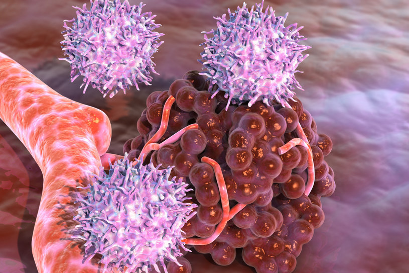 Limfocyty atakują komórki rakowe, zdjęcie ilustracyjne. /ELLA MARU STUDIO/Science Photo Library/East News /East News