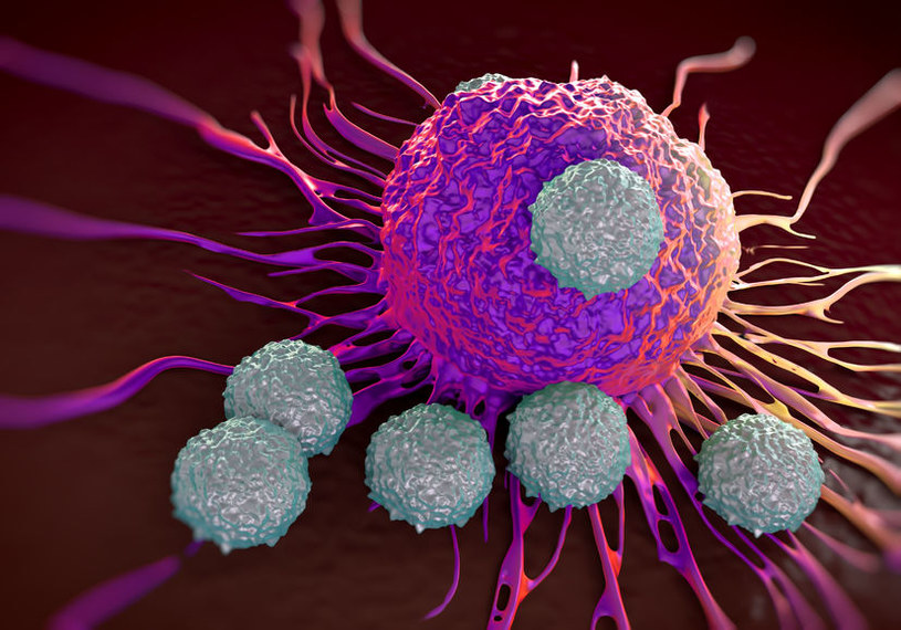 Limfocyty atakujące nowotwór /123RF/PICSEL