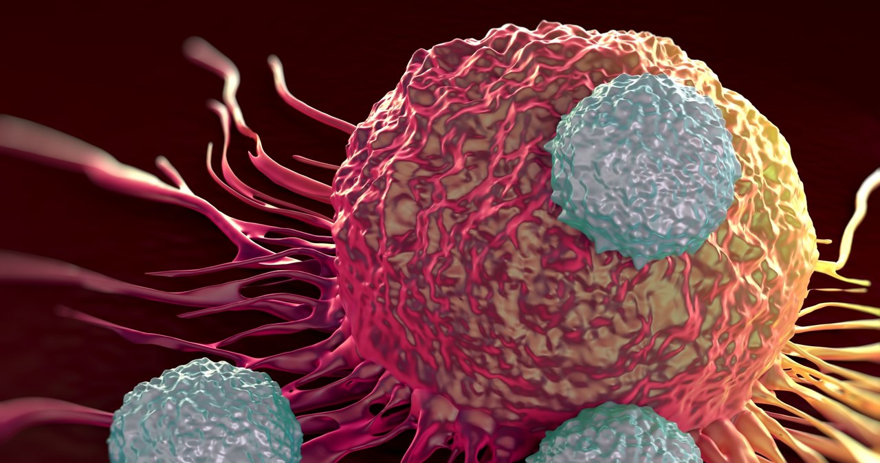 Limfocyty atakujące tkankę nowotworową /123RF/PICSEL