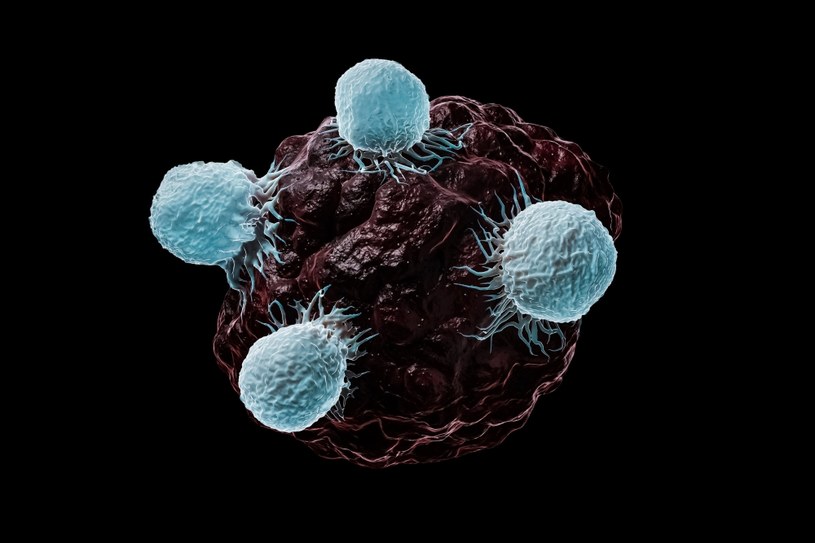 Limfocyty T atakujące komórkę nowotworową - ten sam typ odpowiada za walkę z wirusami, np. HIV czy SARS-CoV-2 /123RF/PICSEL