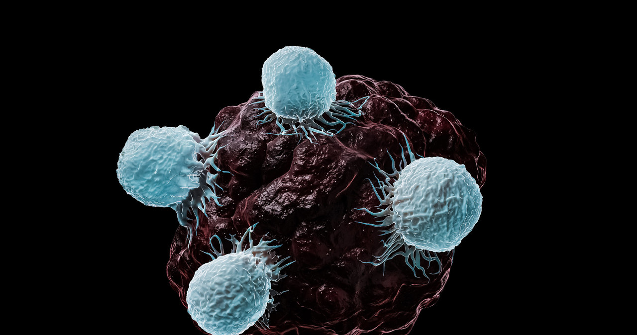 Limfocyty T atakujące komórkę nowotworową - ten sam typ odpowiada za walkę z wirusami, np. HIV /123RF/PICSEL