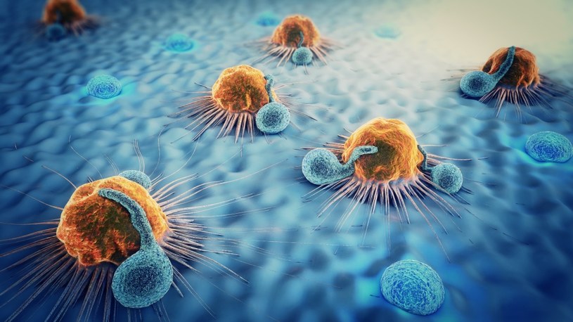 Limfocyty T atakujące komórki nowotworowe /123RF/PICSEL
