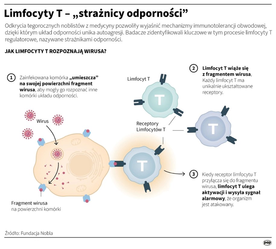 Limfocyty T - "strażnicy odporności" /Mateusz Krymski /PAP