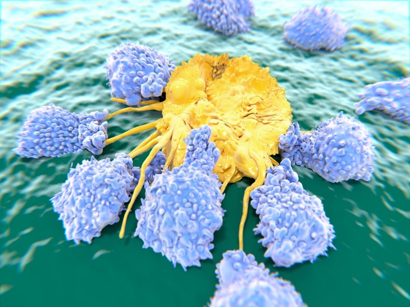 Limfocyty Tc i komórki NK są naturalnymi elementami naszego organizmu, niszcząc komórki nowotworowe. Zwiększenie ich produkcji zawsze jest dobre dla osób chorych na raka /123RF/PICSEL