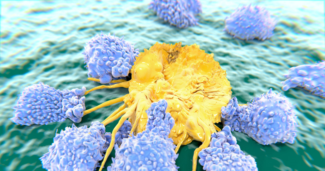 Limfocyty Tc i komórki NK są naturalnymi elementami naszego organizmu, niszcząc komórki nowotworowe. Zwiększenie ich produkcji zawsze jest dobre dla osób chorych na raka /123RF/PICSEL