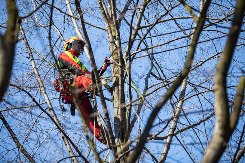 Liny rozpostarto między koronami drzew nad ruchliwą ulicą. /UM w Bielsku-Białej