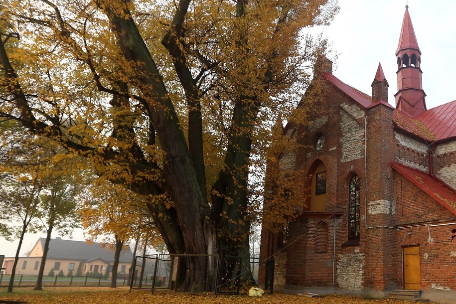 Lipa w Cielętnikach na zdjęciu z 2015 roku /Waldemar Deska /PAP