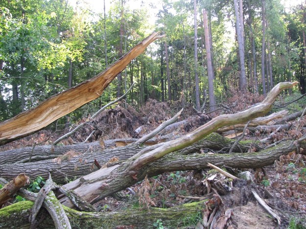 Lipcowy żywioł zniszczył prawie 2 tysiące ha lasu /Marcin Buczek /RMF FM
